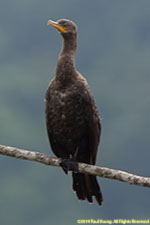 cormorant