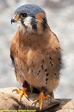 kestrel