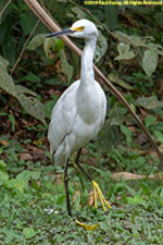 snowy egret