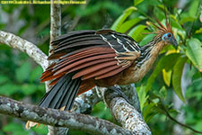 hoatzin