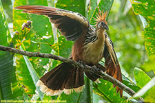 hoatzin