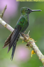 hummingbird