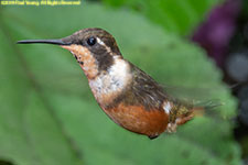 hummingbird