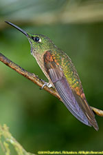 hummingbird