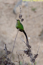 hummingbird