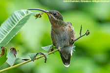 hummingbird