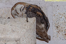 barn owl