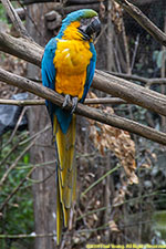 macaw