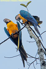 macaws