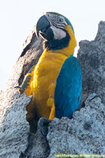 macaw