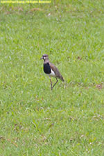 lapwing