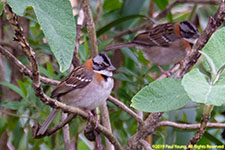 sparrows