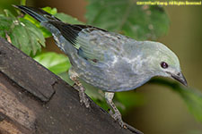 tanager