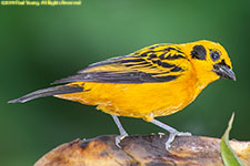 tanager