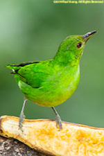 tanager