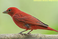 tanager