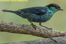 tanager