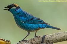 tanager