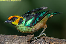 tanager