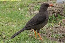 thrush