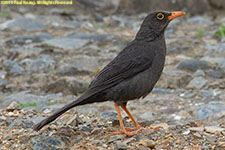 thrush