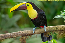 toucan