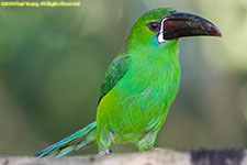 toucanet