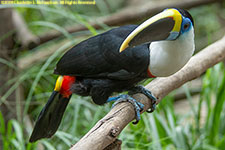 toucan