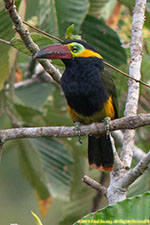 toucan