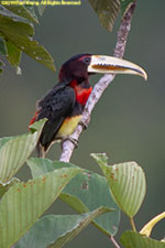 toucan