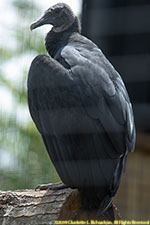 black vulture