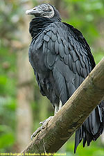 black vulture