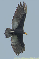 vulture