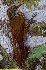 woodcreeper