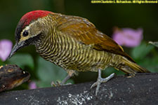 woodpecker