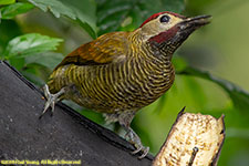 woodpecker