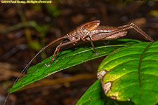 insect