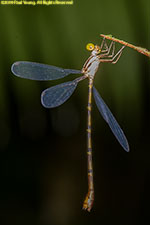 damselfly