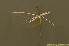 water strider