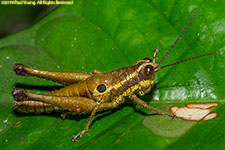 grasshopper