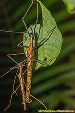 stick insects