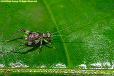 cricket