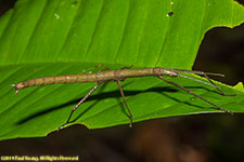 stick insect