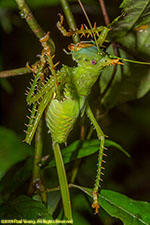 katydid