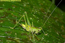 grasshopper