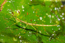 stick insect