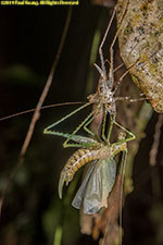 molting insect