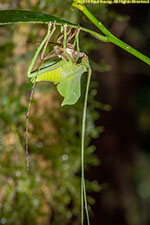 molting insect