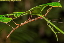 stick insect