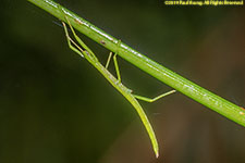 stick insect